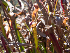 Sarracenia jonesii