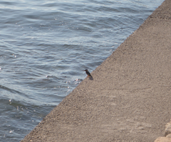 Alcedo atthis atthis