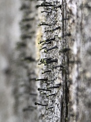 Calicium trabinellum image