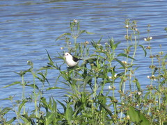 Fluvicola albiventer