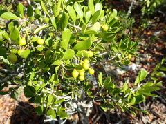 Jacquinia keyensis