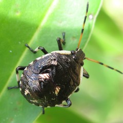 Cermatulus nasalis nasalis