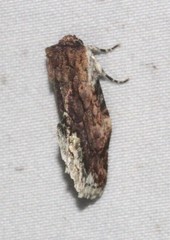 Parerastria castaneata