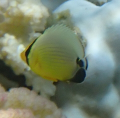Blacktail Butterflyfish photo 3