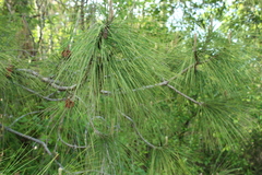 Pinus elliottii densa