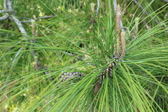 Pinus elliottii densa