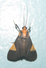 Ulopeza conigeralis