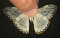 Pseudaphelia apollinaris