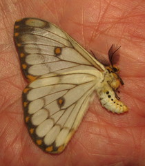 Pseudaphelia apollinaris