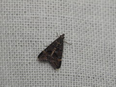 Heliothelinae