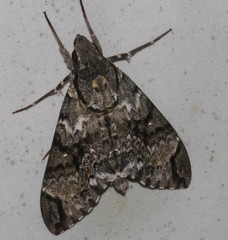 Psilogramma menephron