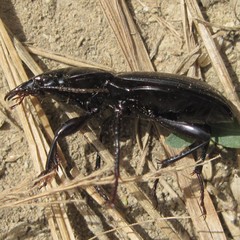 Plocamostethus planiusculus