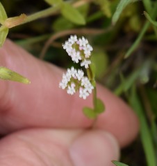 Valerianella