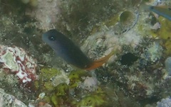 Ecsenius bicolor