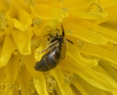 Lasioglossum imitatum