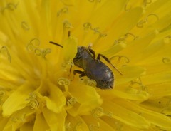 Lasioglossum imitatum