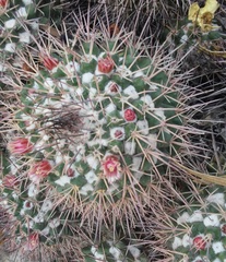 Mammillaria scrippsiana