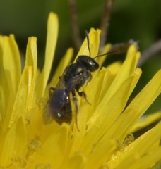 Lasioglossum imitatum