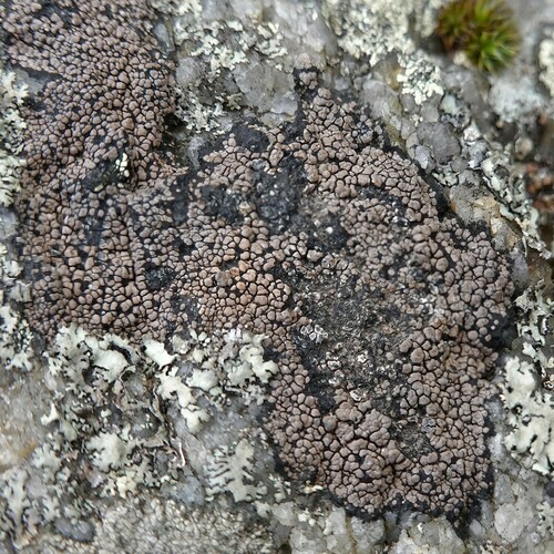 Rhizocarpon grande, 2023-09-26