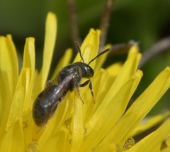 Lasioglossum imitatum