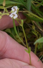 Valerianella
