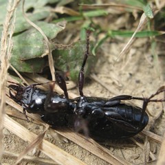 Plocamostethus planiusculus