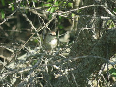 Cranioleuca pyrrhophia