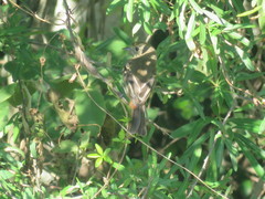 Knipolegus cyanirostris