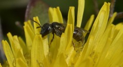 Lasioglossum imitatum