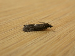 Eclipsiodes homora