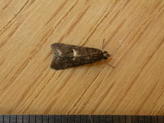 Eclipsiodes homora