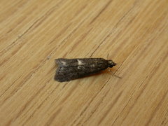Eclipsiodes homora
