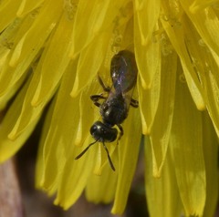 Lasioglossum imitatum