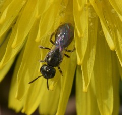 Lasioglossum imitatum