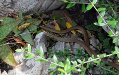 Psammophis brevirostris