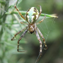 Novaranea queribunda