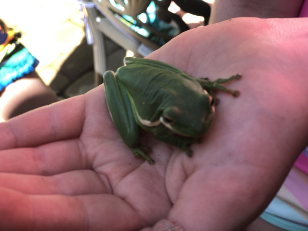Green Treefrog from Anniston Pl, Indian Trail, NC, US on October 2