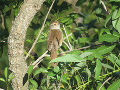 Thamnophilus ruficapillus