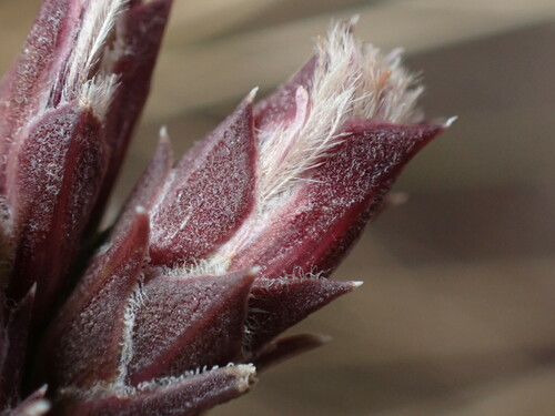 dotted gayfeather (Liatris punctata)
