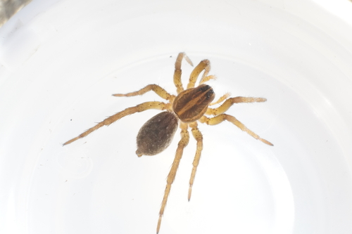 Wetland Giant Wolf Spider photo 4