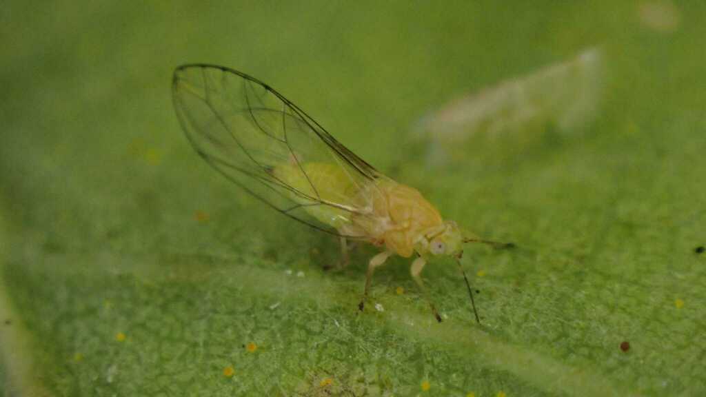 Trioza remota