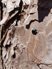 Alticina
