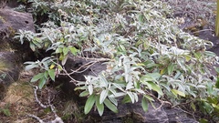 Brachyglottis laxifolia