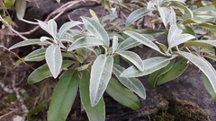 Brachyglottis laxifolia