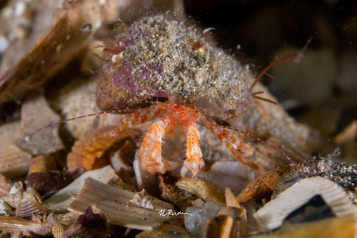Lophopagurus nanus observed 2023-09-30
