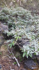 Brachyglottis laxifolia