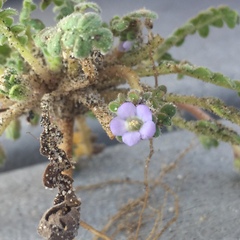Phacelia stellaris