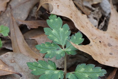 Phacelia bipinnatifida