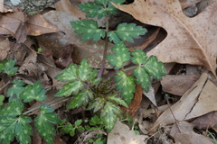 Phacelia bipinnatifida