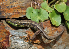 Iberolacerta monticola